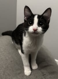 Tux - Photo 3