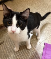 Tux - Photo 2