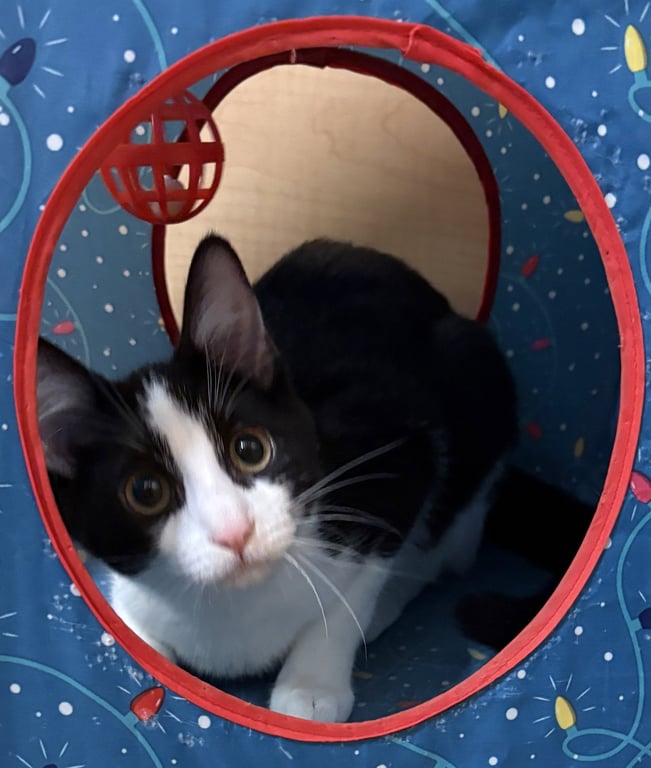 Tux Image