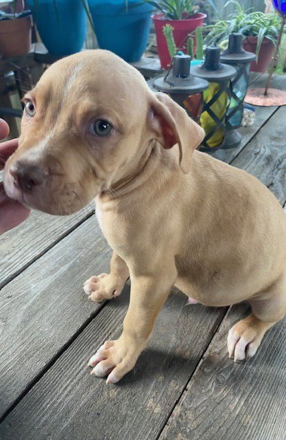 YUKON - Labrador Retriever / Boxer available for adoption