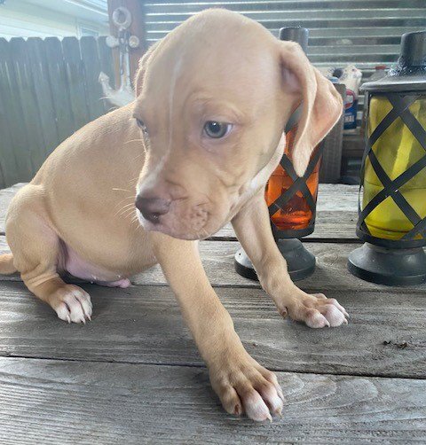 YUKON - Labrador Retriever / Boxer available for adoption