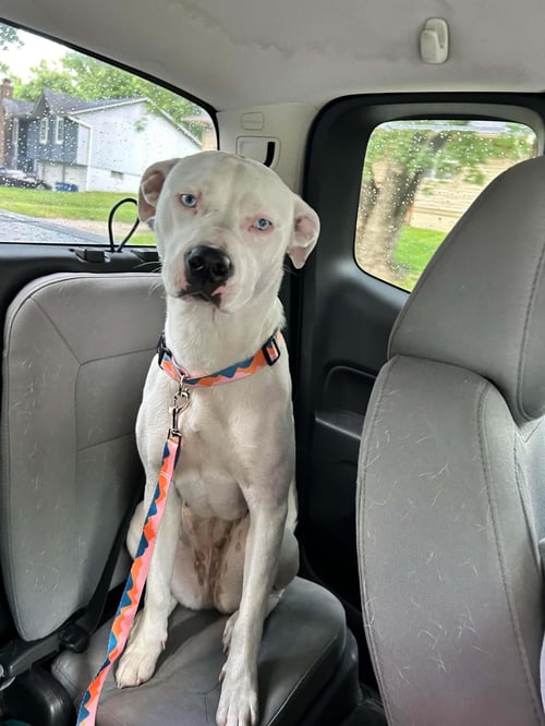RUBY *CL* - Boxer / Labrador Retriever available for adoption