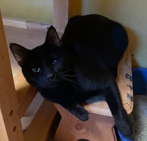 SEQUOIA - Domestic Short Hair for adoption in Overland Park