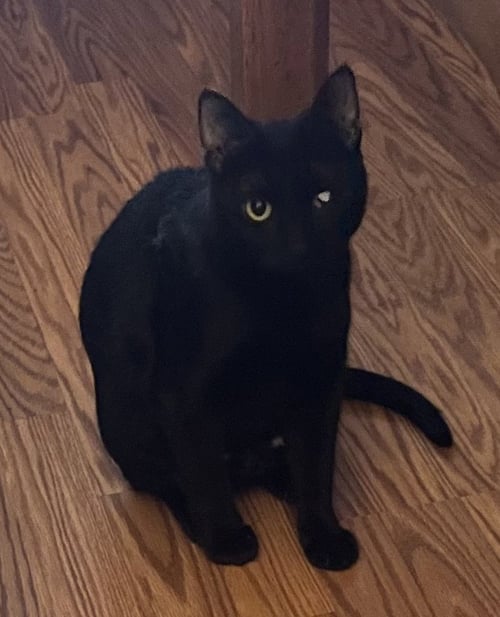 SEQUOIA - Domestic Short Hair available for adoption