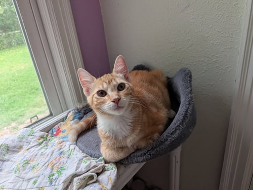 AMSTERDAM - Domestic Short Hair available for adoption