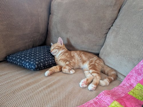 AMSTERDAM - Domestic Short Hair available for adoption