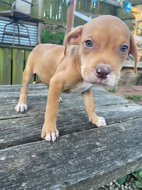 YOSEMITE - Labrador Retriever / Boxer available for adoption