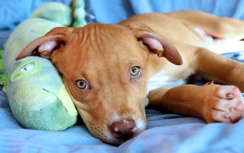 YOSEMITE - Boxer / Retriever available for adoption