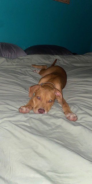 YOSEMITE - American Pit Bull Terrier available for adoption