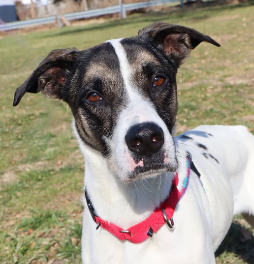DICE - Greyhound available for adoption