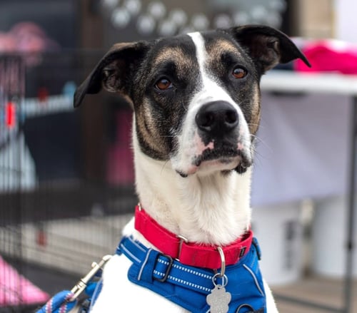 DICE - Greyhound for adoption in Overland Park
