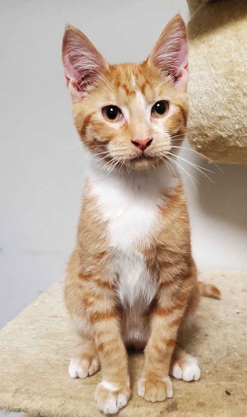 KP - Domestic Short Hair available for adoption
