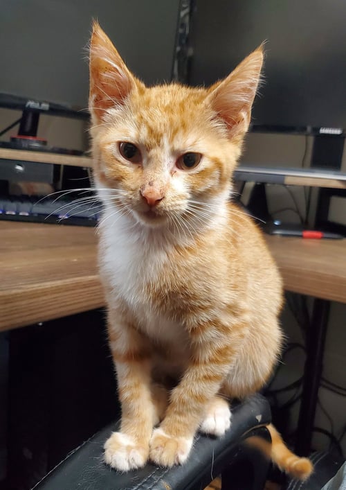 KP - Domestic Short Hair for adoption in Overland Park