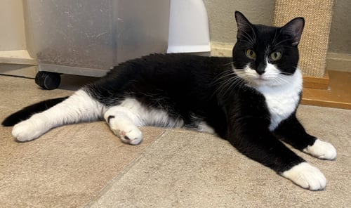 PICKLES - Domestic Short Hair available for adoption