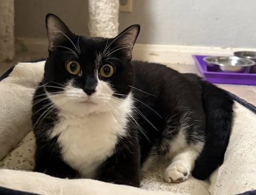 PICKLES - Domestic Short Hair for adoption in Overland Park