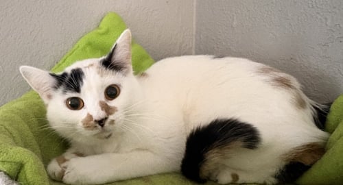 S'MORES BAR - Domestic Short Hair for adoption in Overland Park