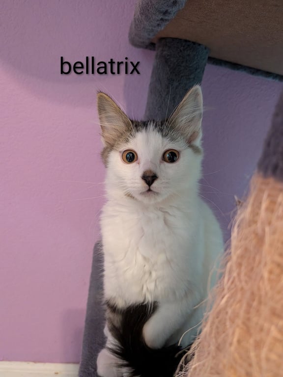 Bellatrix Image