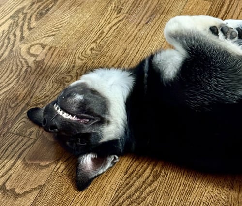 MALIBU - German Shepherd Dog / Husky available for adoption