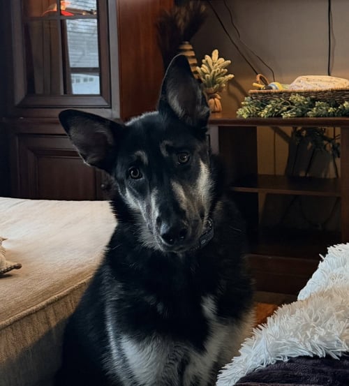MALIBU - German Shepherd Dog / Husky available for adoption