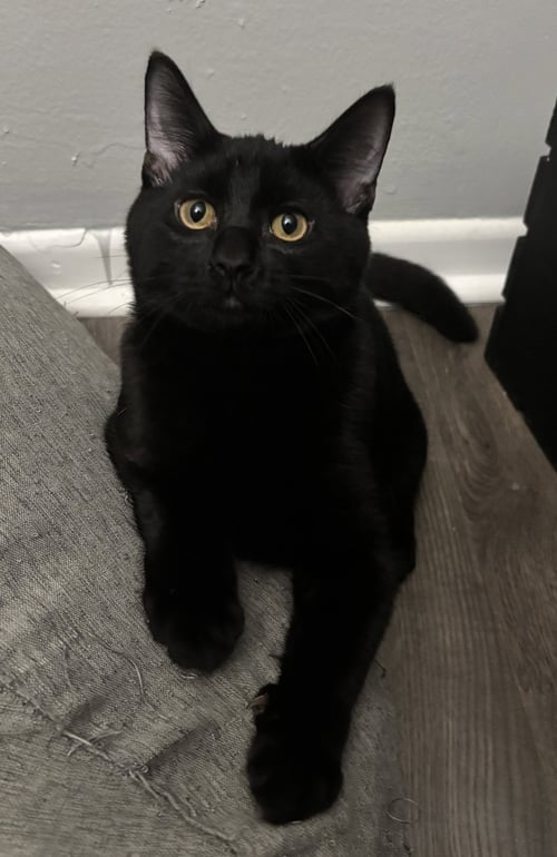 REX - Domestic Short Hair for adoption in Overland Park