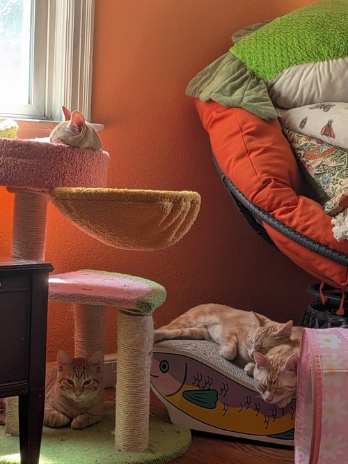 ORANJE - Domestic Short Hair available for adoption