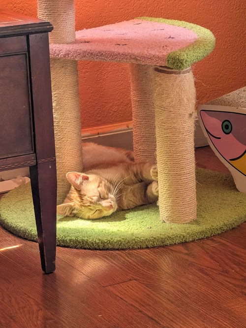 ORANJE - Domestic Short Hair available for adoption