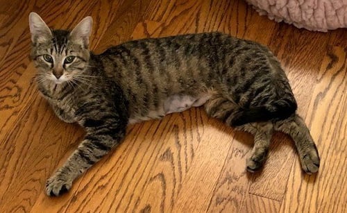 MOMMA C - Domestic Short Hair / Tabby available for adoption