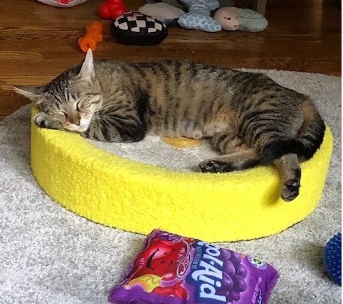 MOMMA C - Domestic Short Hair / Tabby available for adoption
