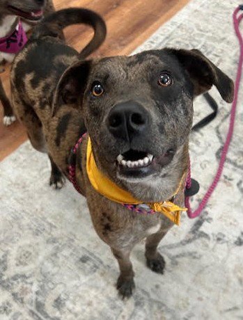 DYNASTY *CL* - Catahoula Leopard Dog for adoption in Overland Park