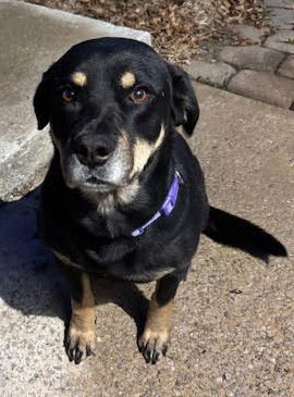 REMY *CL* - Rottweiler / Labrador Retriever available for adoption