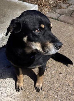 REMY *CL* - Rottweiler / Labrador Retriever available for adoption