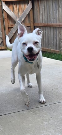 Mabel - Photo 1