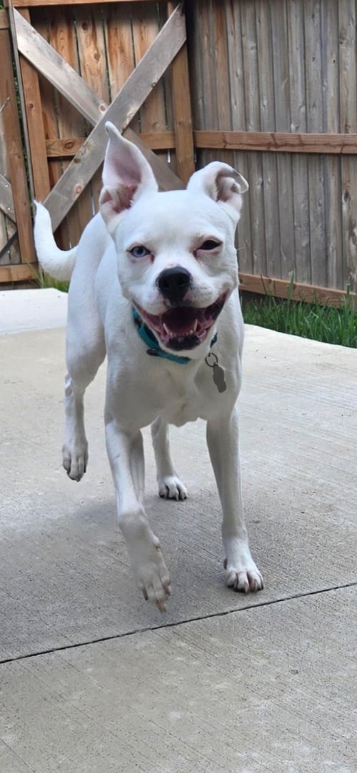MABEL - Boxer available for adoption