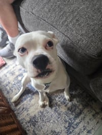 Mabel - Photo 2