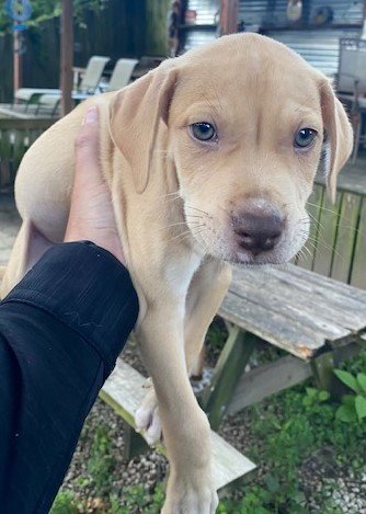 SEQUOIA - Labrador Retriever / Boxer available for adoption