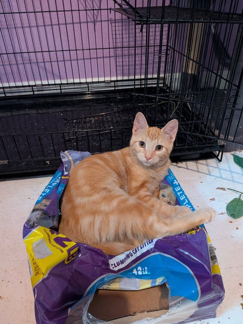 GETKE - Domestic Short Hair available for adoption