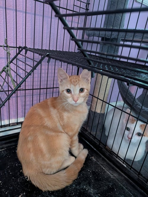 GETKE - Domestic Short Hair available for adoption