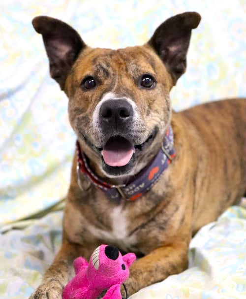 MATER *CL* - Boxer / Shepherd available for adoption