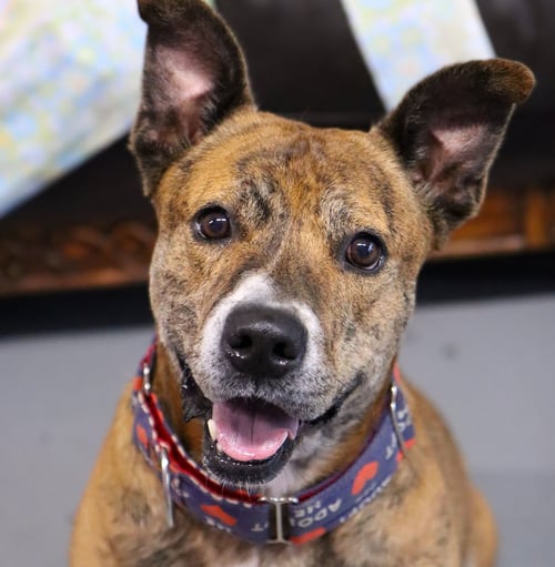 MATER *CL* - Boxer / Shepherd for adoption in Overland Park