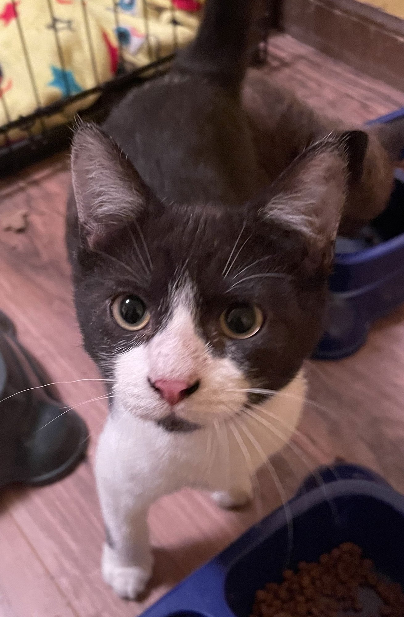 JERI LYLES - Domestic Short Hair available for adoption