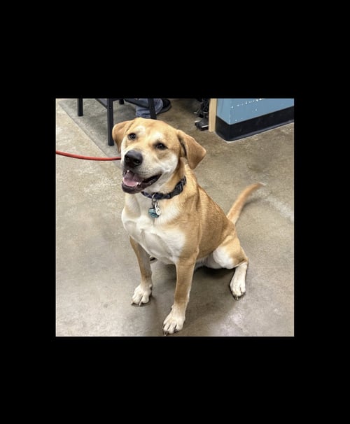 PHOENIX *CL* - Labrador Retriever / Great Pyrenees available for adoption