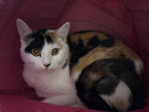 COOKIE DOUGH - Domestic Short Hair for adoption in Overland Park