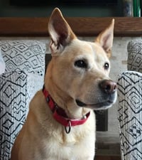 Laila - Photo 1