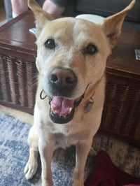 Laila - Photo 3