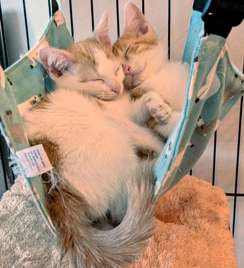 OLIVER - Domestic Short Hair available for adoption
