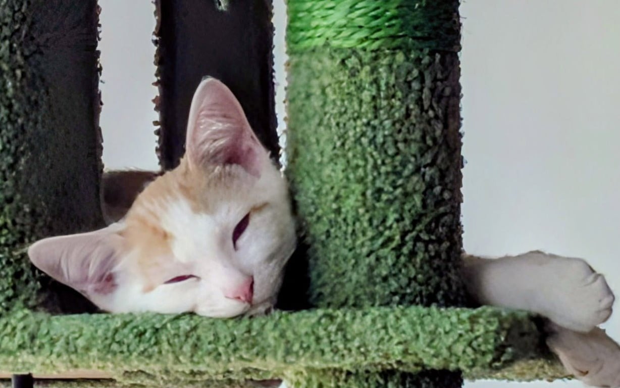 Oliver Image