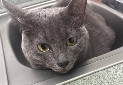 STELLA H ***CL - Domestic Short Hair available for adoption
