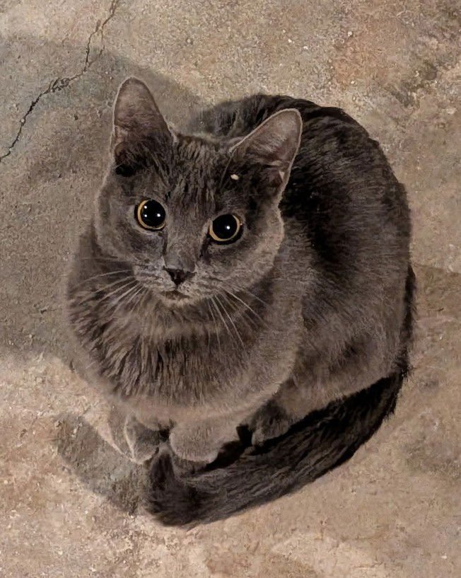 WINONA - Domestic Medium Hair available for adoption