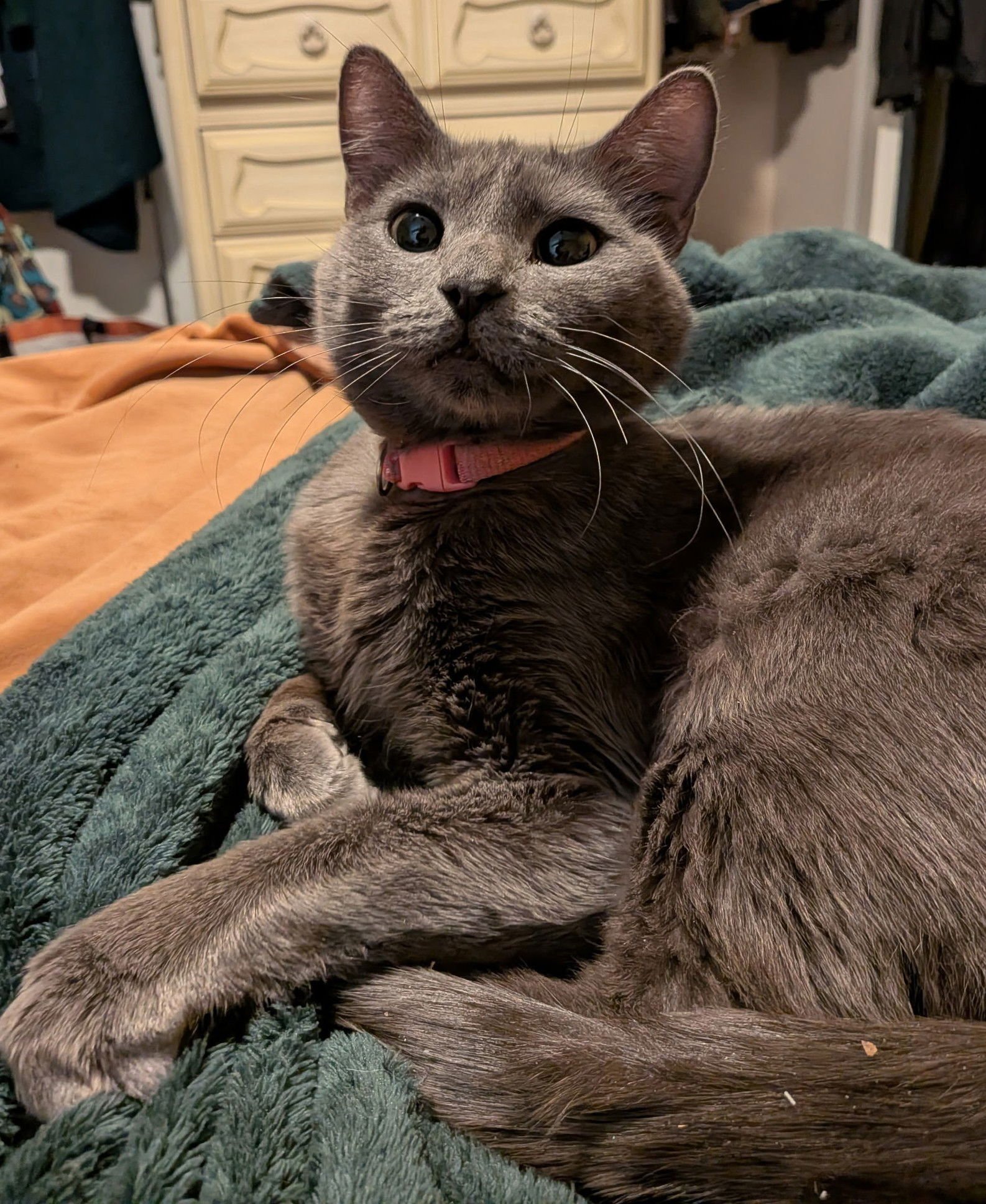 WINONA - Domestic Medium Hair available for adoption