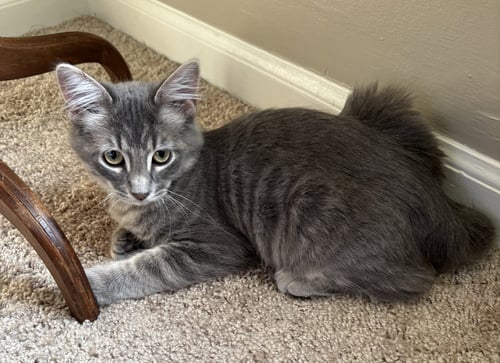 JELLYBEAN SWEET - Domestic Medium Hair for adoption in Independence